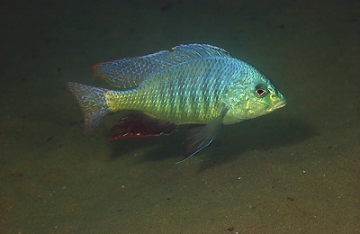 Trematocranus placodon 'Mvunguti'
